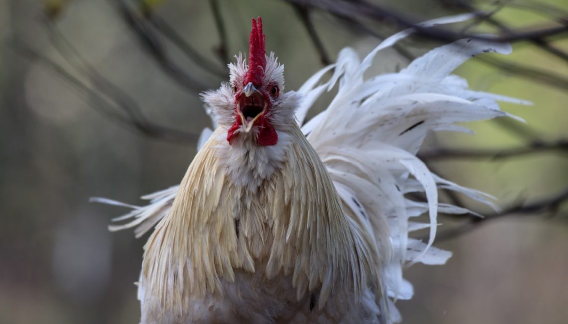 5 Jenis Ayam Petarung Handal Dalam Situs Sabung Ayam S128