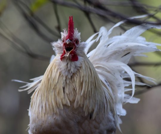 5 Jenis Ayam Petarung Handal Dalam Situs Sabung Ayam S128
