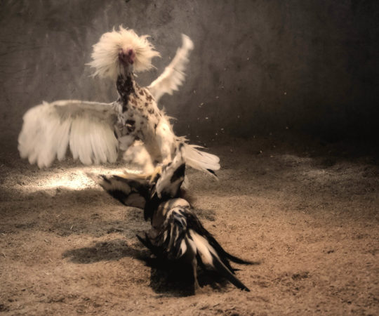 Penyakit Ayam Jago Aduan Yang Harus Anda Waspadai Sebagai Pemilik Ayam