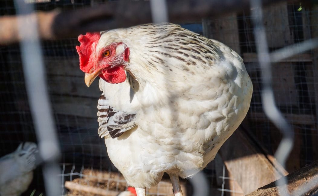 Peraturan Judi Sabung Ayam Online