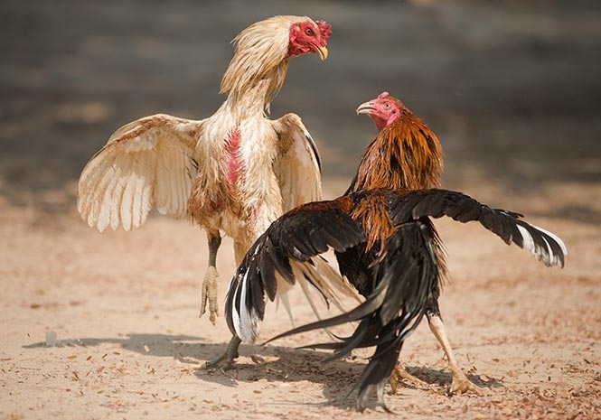 Sabung Ayam Dan Sejarah Kepopuleran Judi Ini