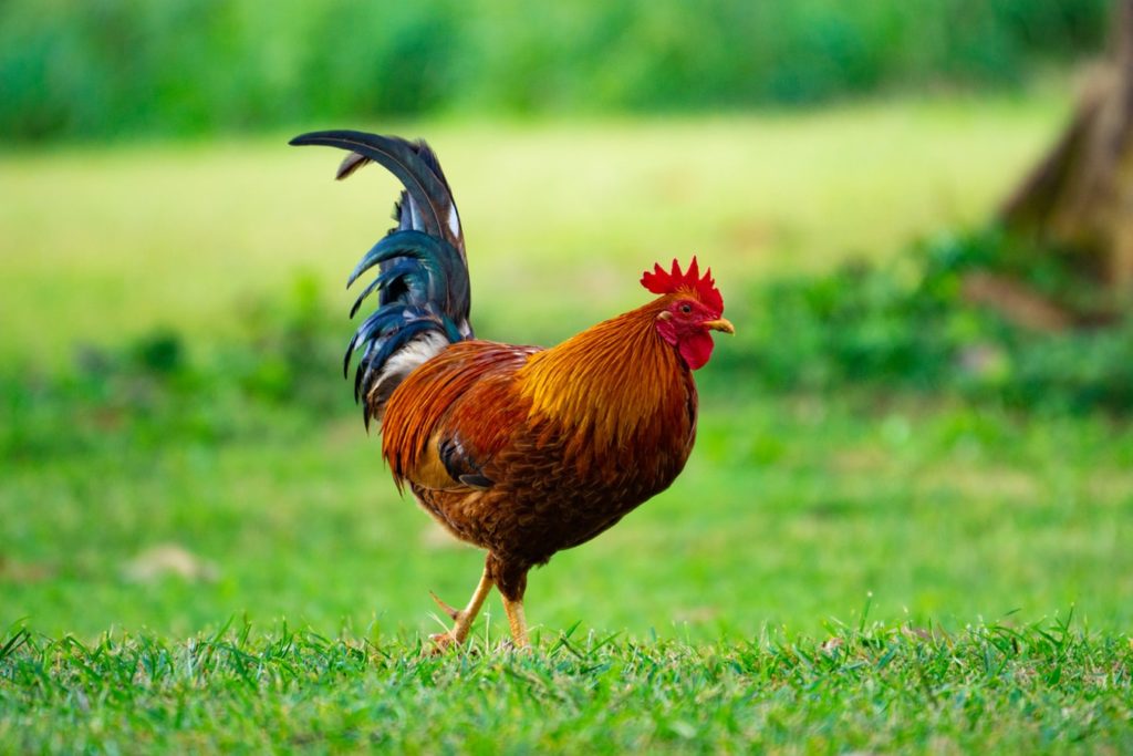 Waspada Penyakit Adu Ayam