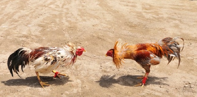 Sabung Ayam Berasal dari asia