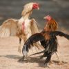Sabung Ayam Dan Sejarah Kepopuleran Judi Ini